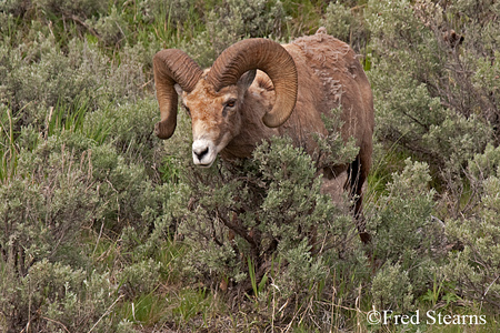 Yellowstone National Park Big Horn Ram